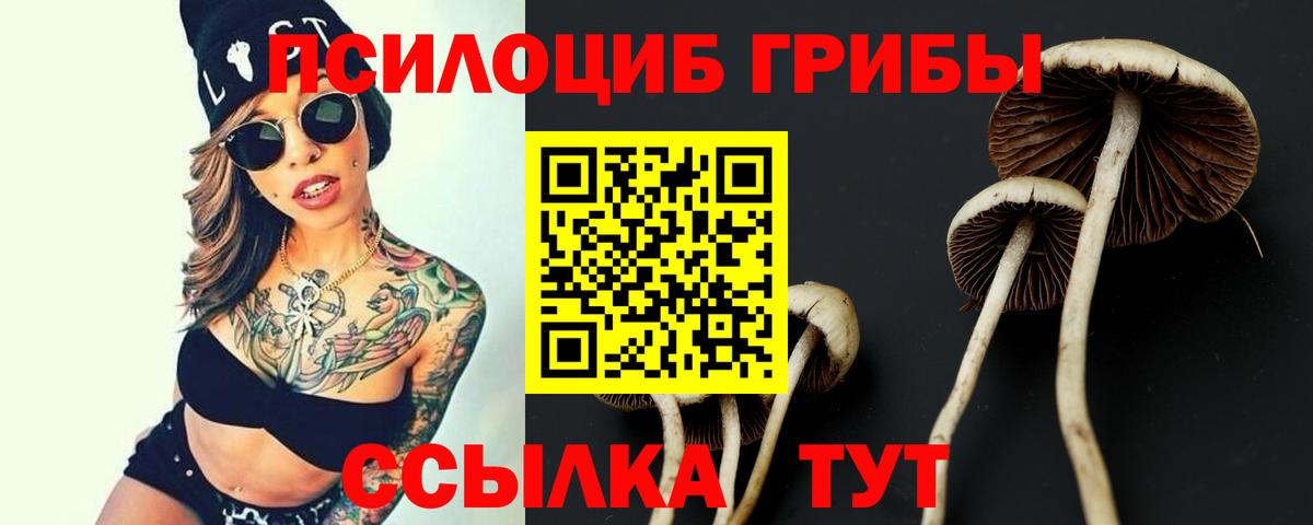 Псилоцибиновые грибы Psilocybe Химки